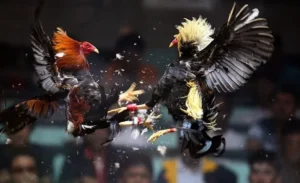 Bật Mí Bí Kíp Cách Chơi Đá Gà Sabong Tại TT128 Đỉnh Cao Dễ Thắng Nhất